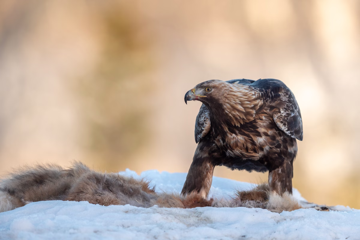 Golden Eagle feeding on a fox