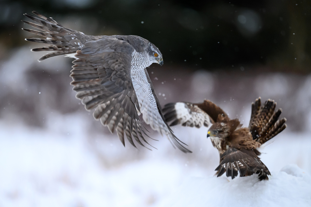 Goshawk and common buzzard fighting for prey