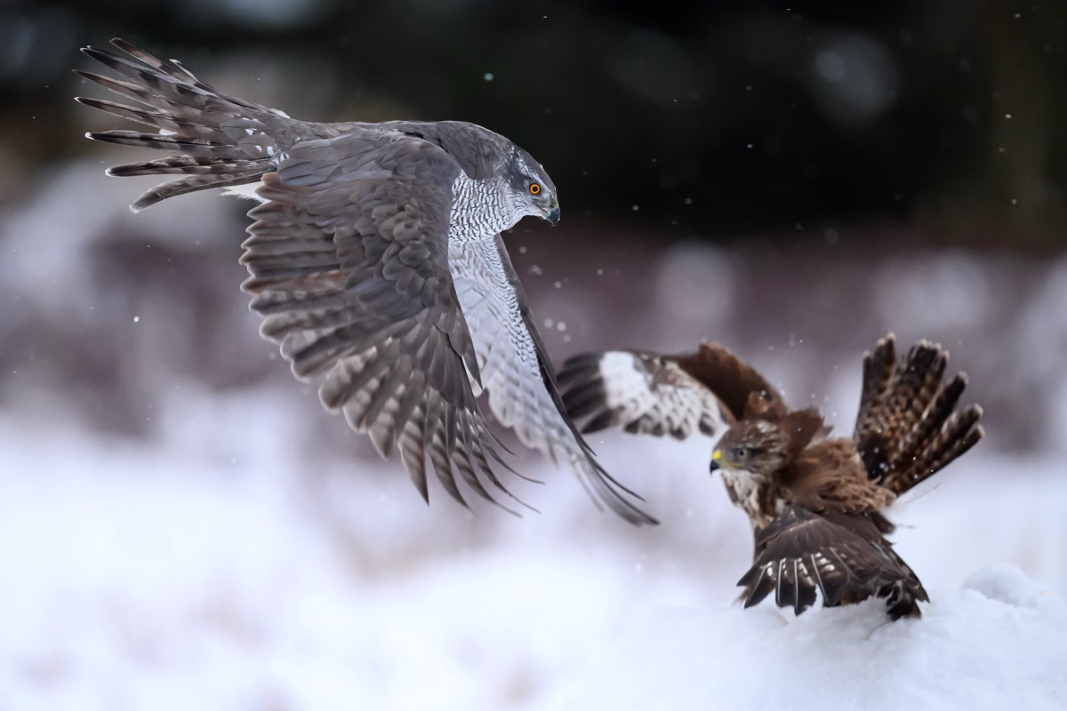 Goshawk and common buzzard fighting for prey