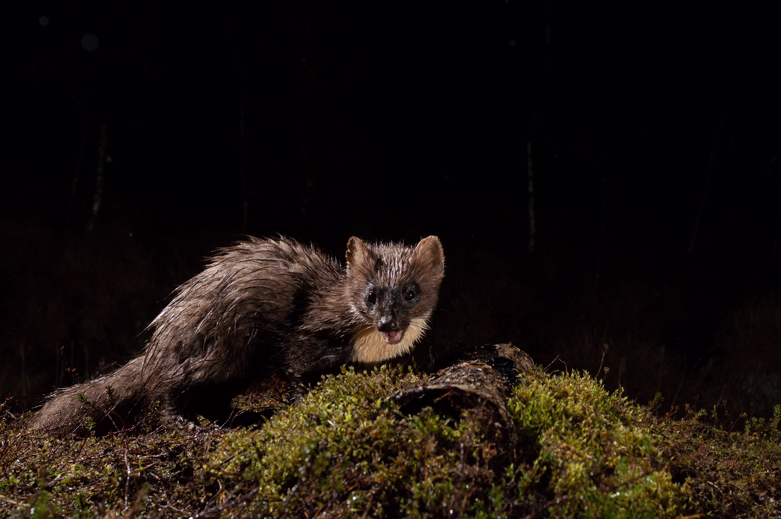 Pine marten at night