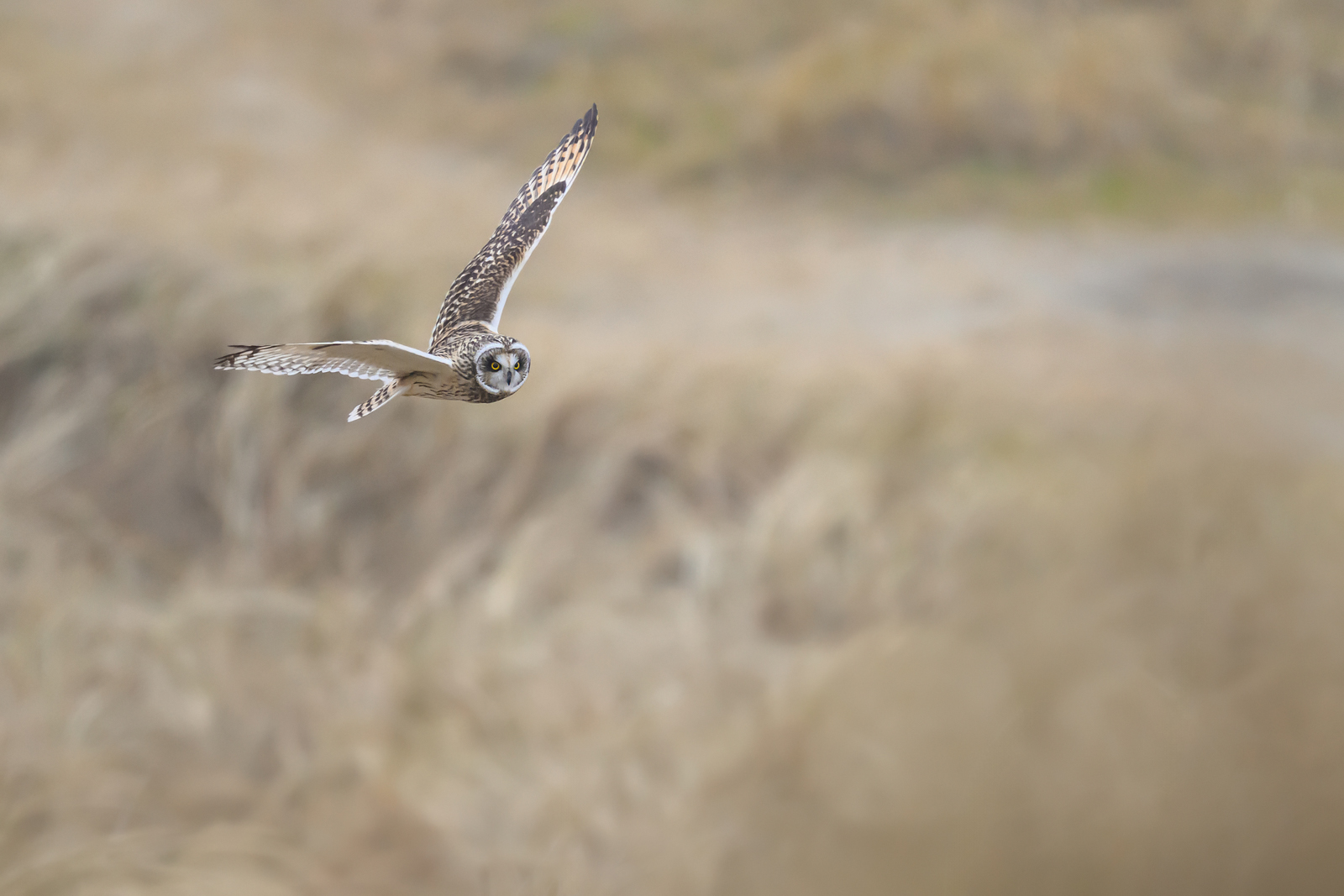 Short-eared owl hunting for mice