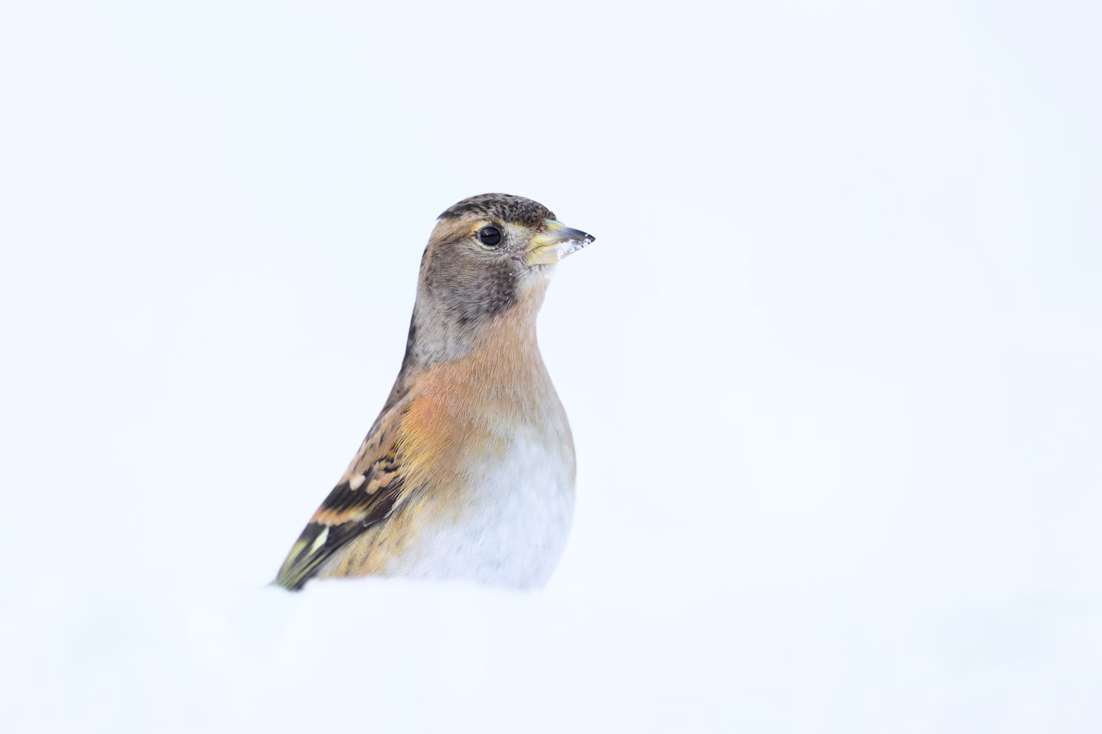 Chaffinch in whiteout