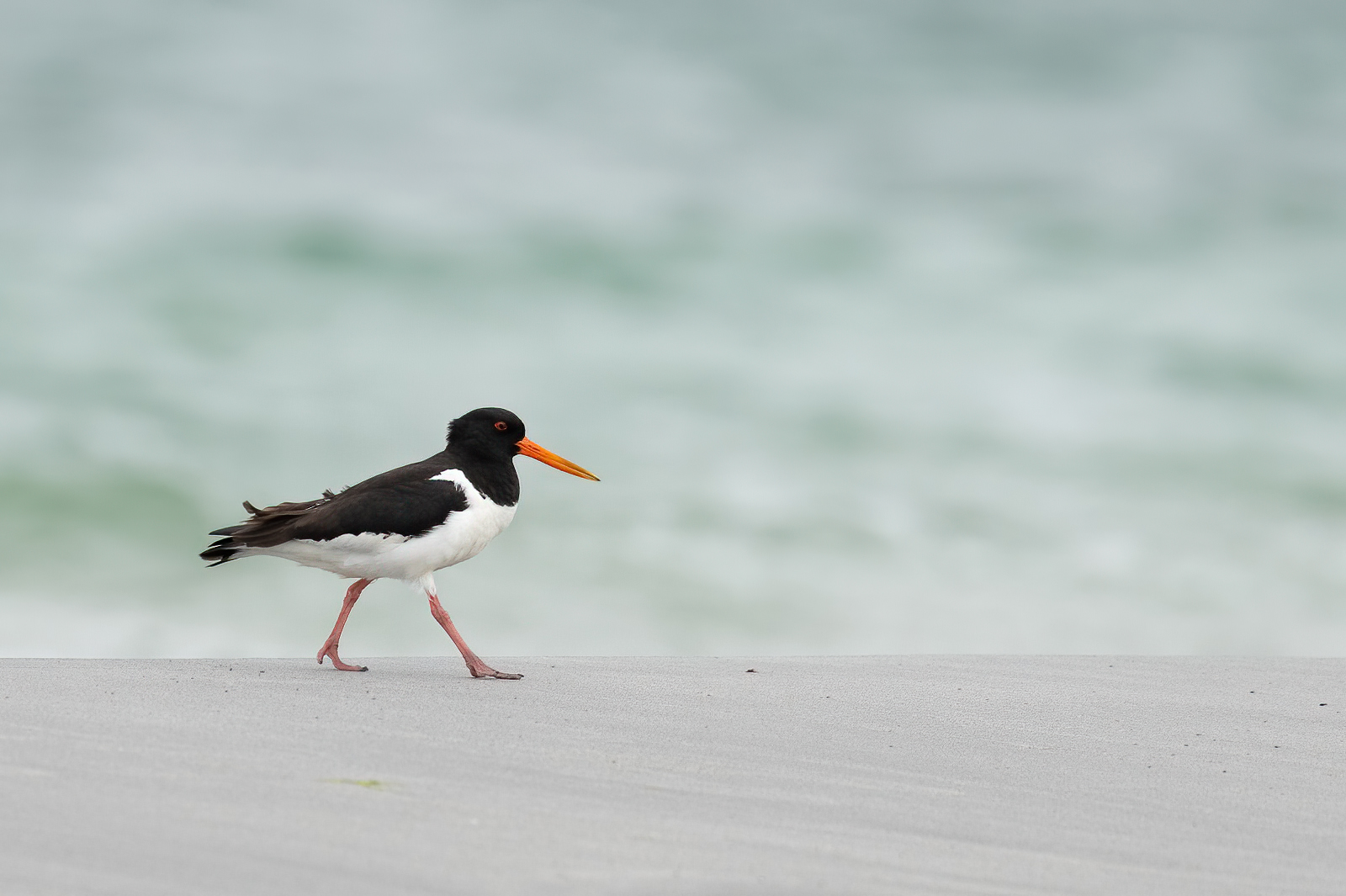 Oystercatcher walking on the beach
