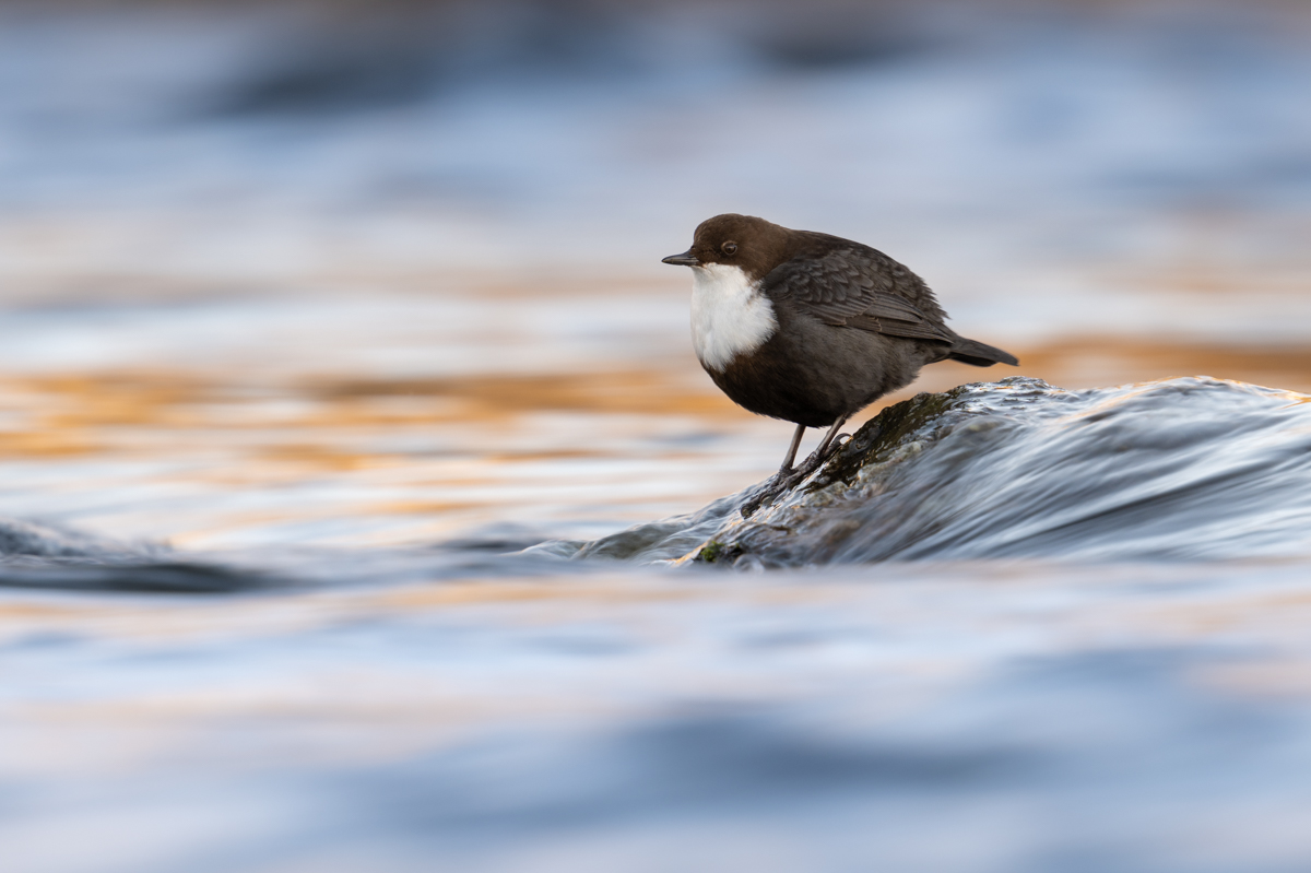 White throated dipper in calm water