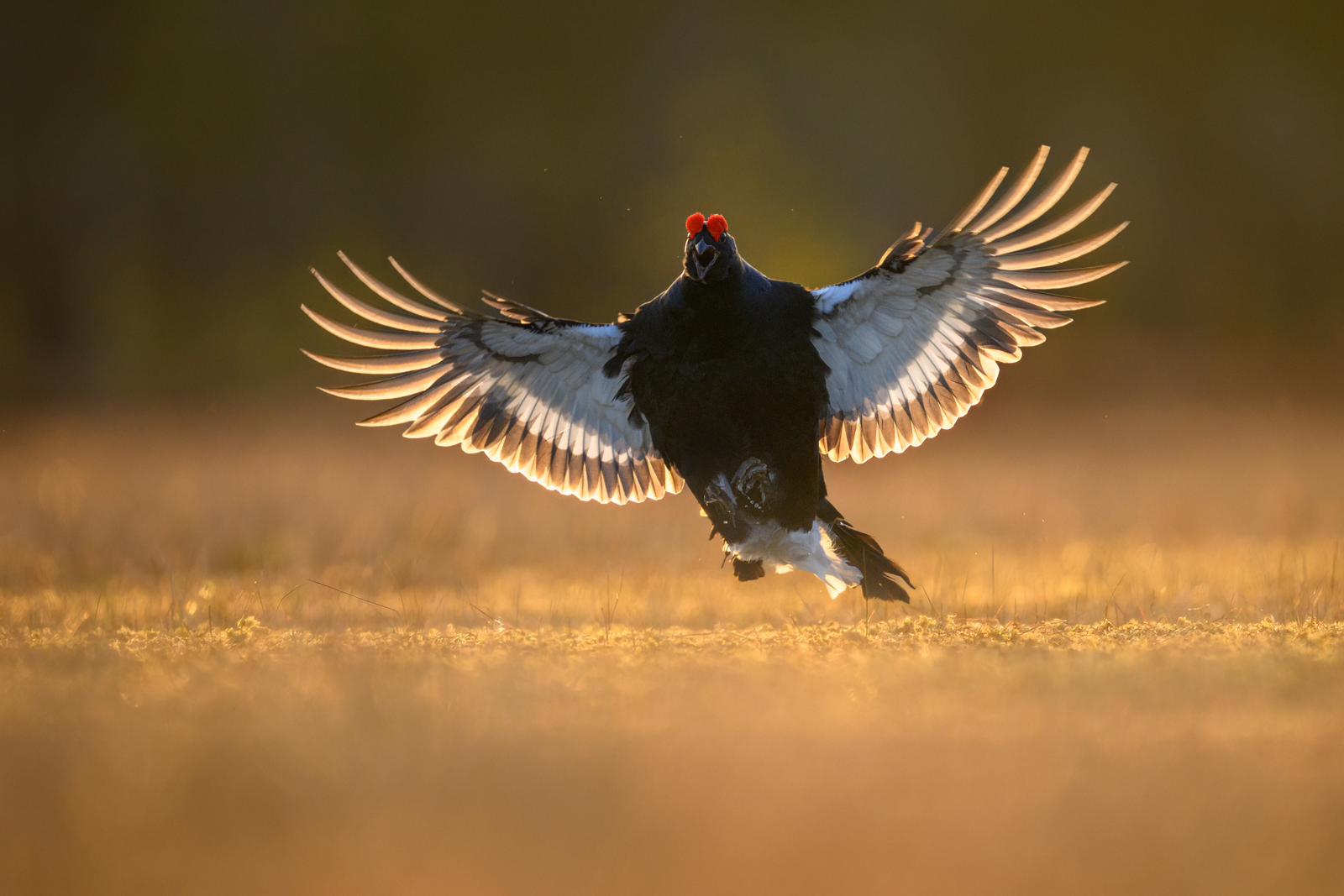Black grouse in flight at sunrise