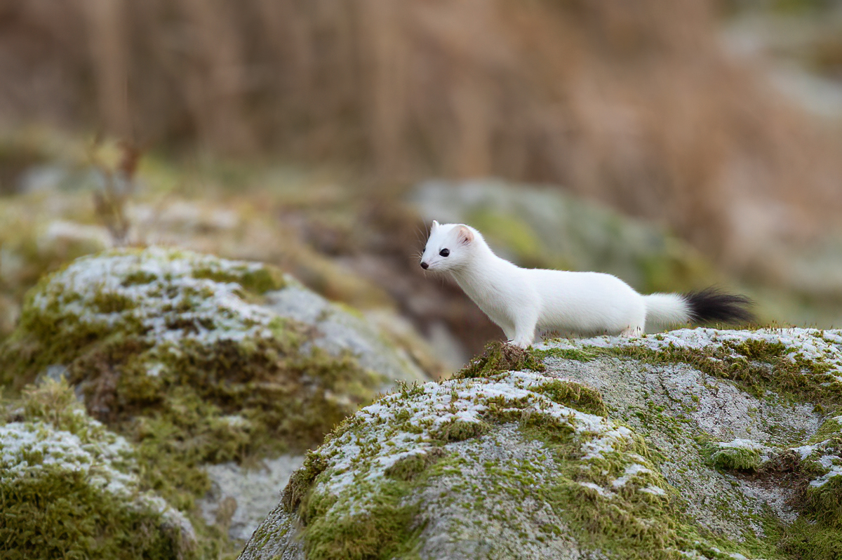 The stoat out hunting
