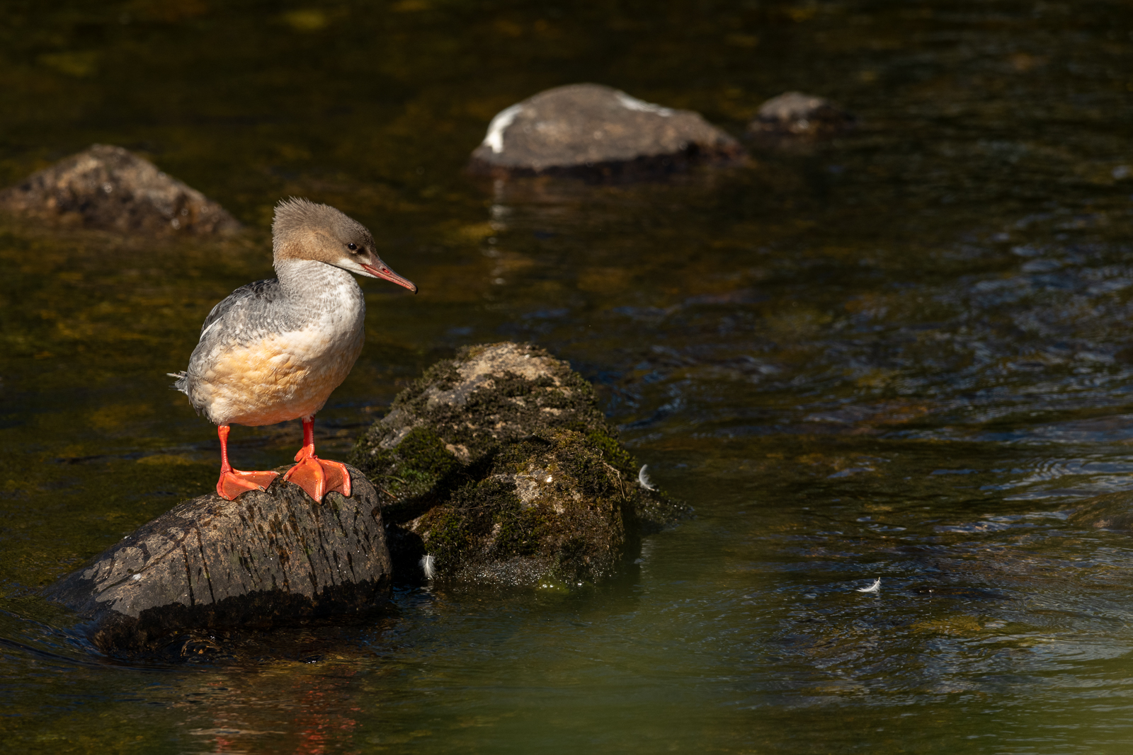Common merganeser rests on rock