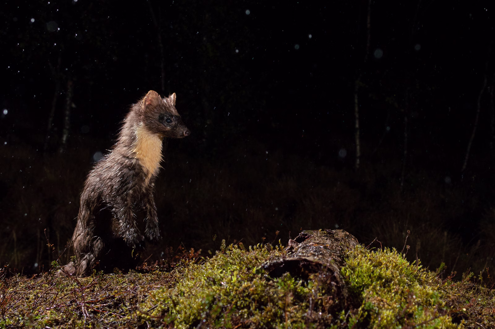 Pine marten standing up