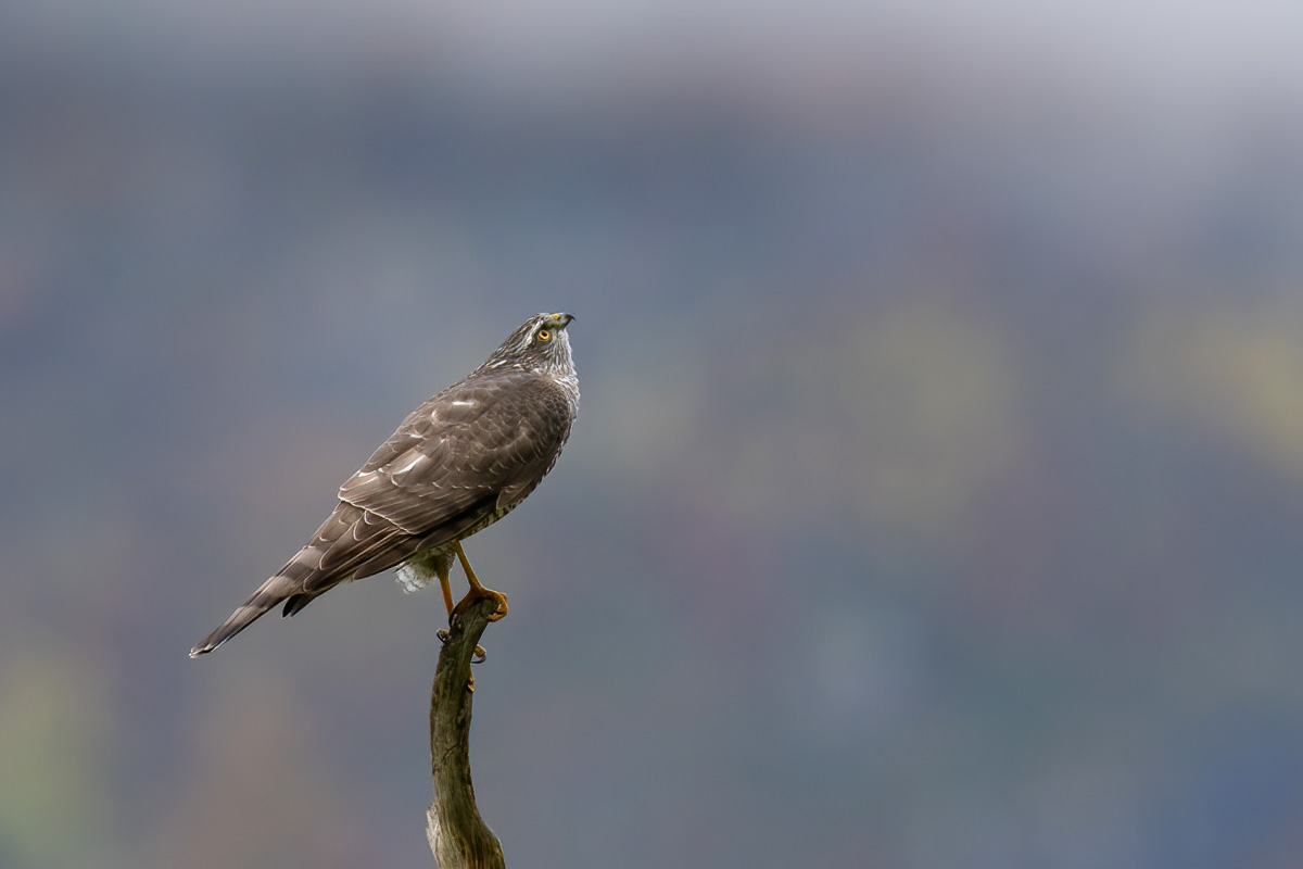 Sparrowhawk scanning the sky
