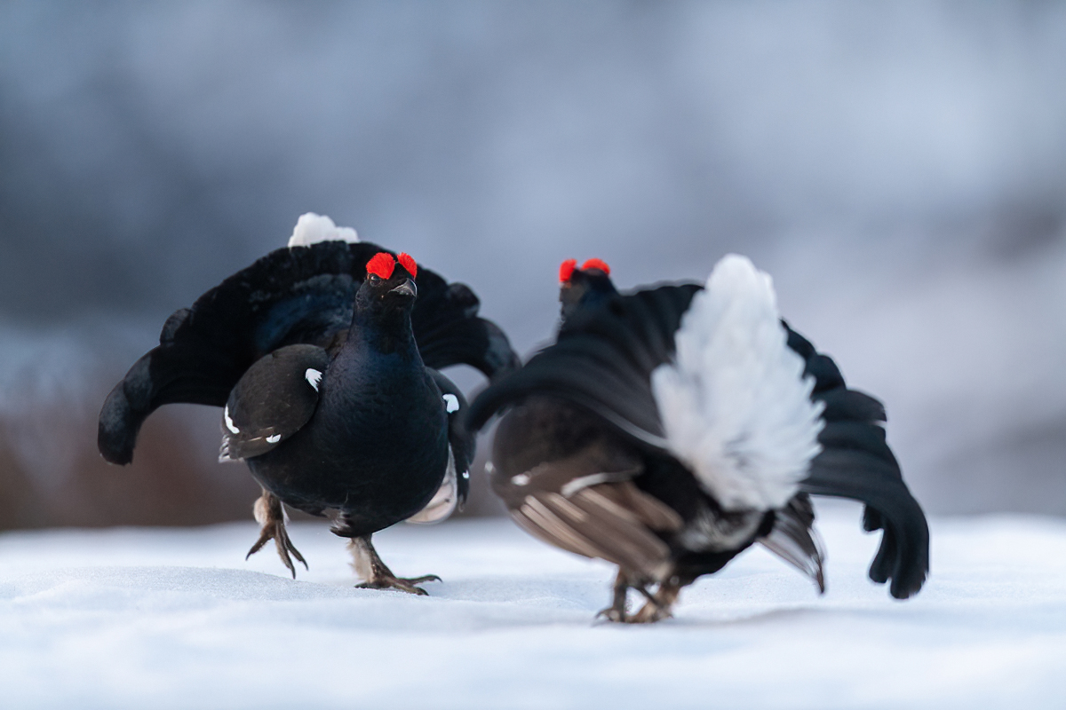 Black grouse lekking in the mountain