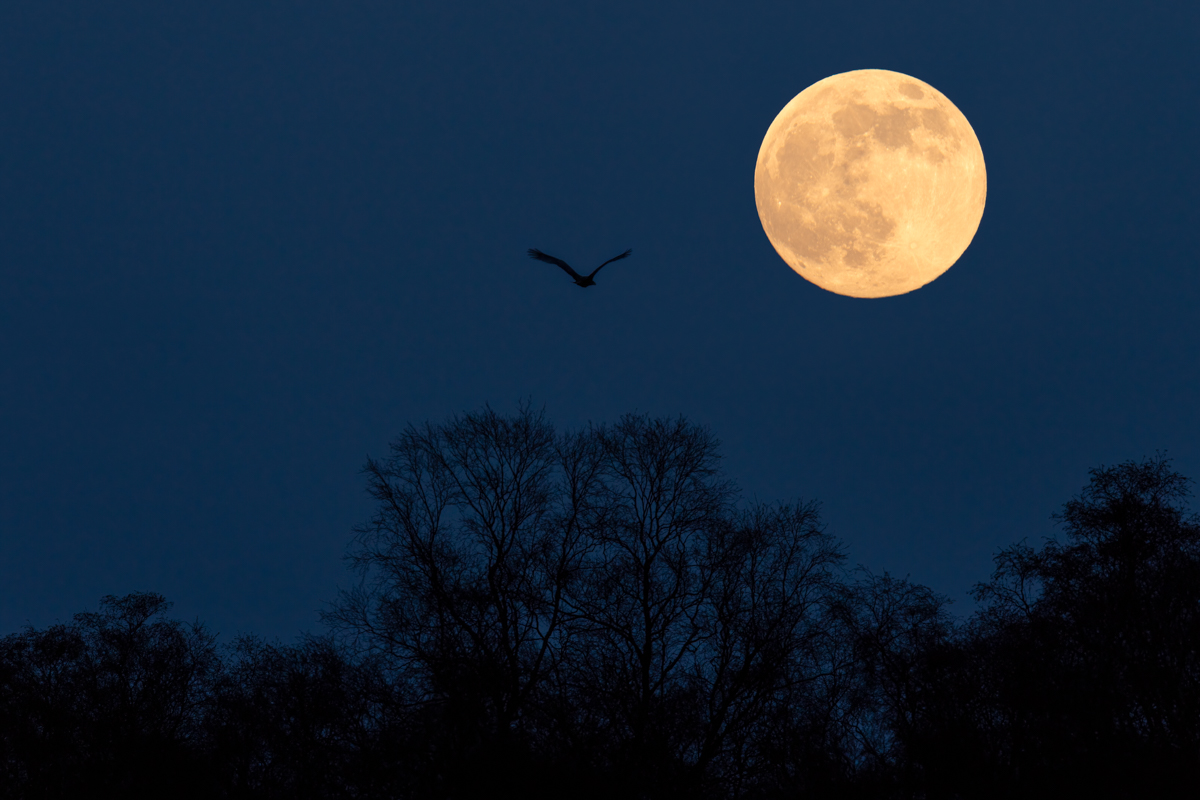 White tailed eagle and the supermoon