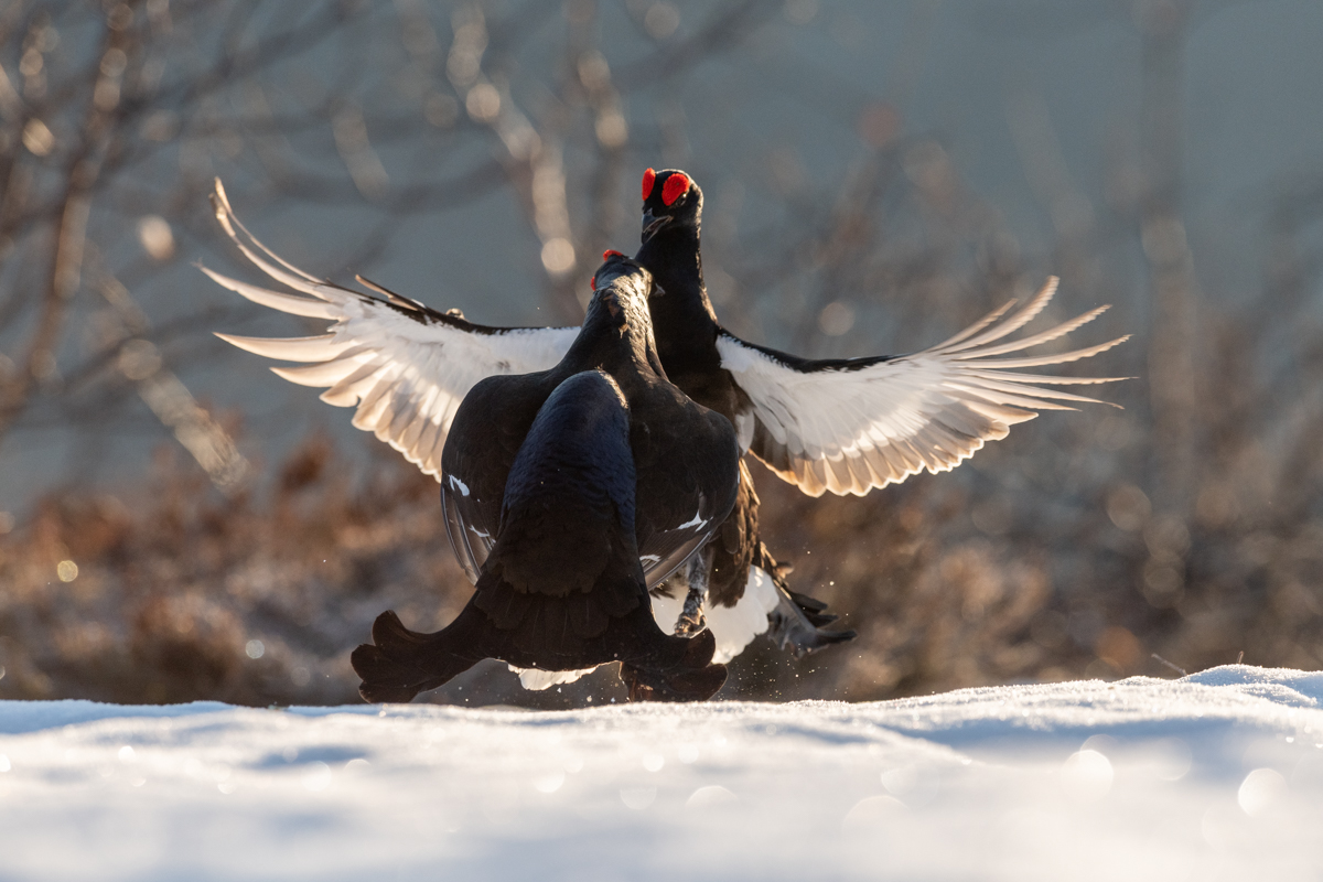 Black grouse fight on the lek site