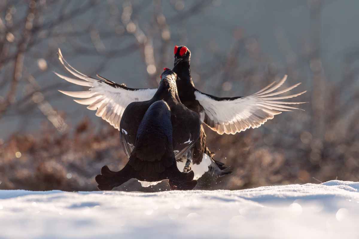 Black grouse fight on the lek site