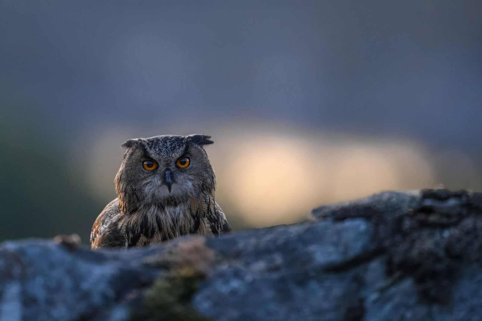 The eagle owl looking up behind the rock