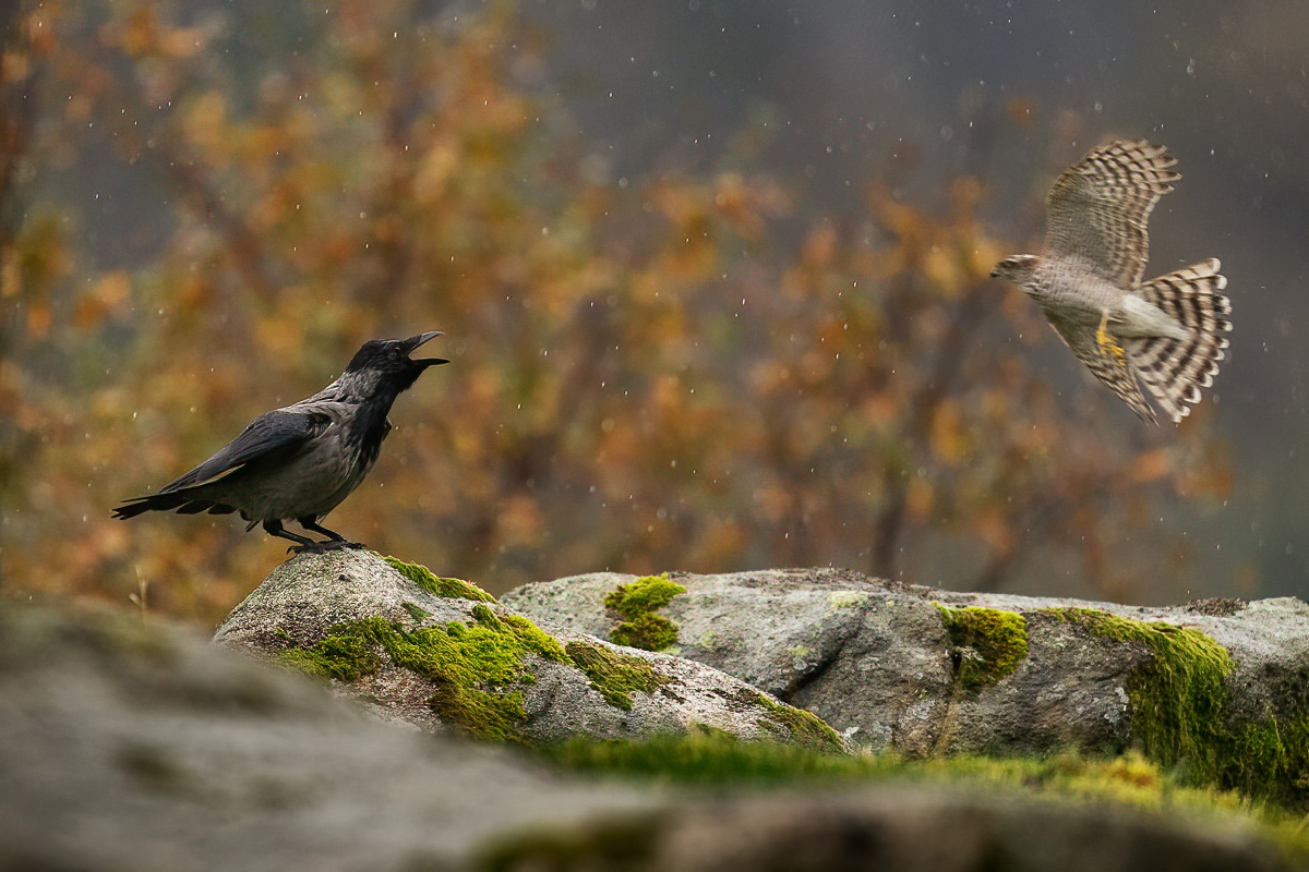 Crow screaming at sparrowhawk