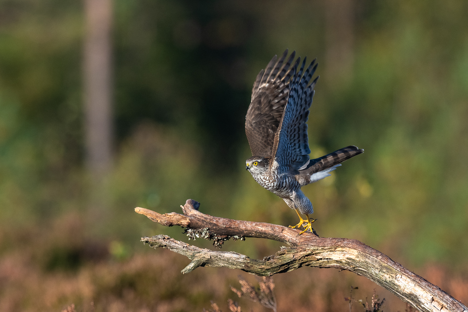 Sparrowhawk liftoff