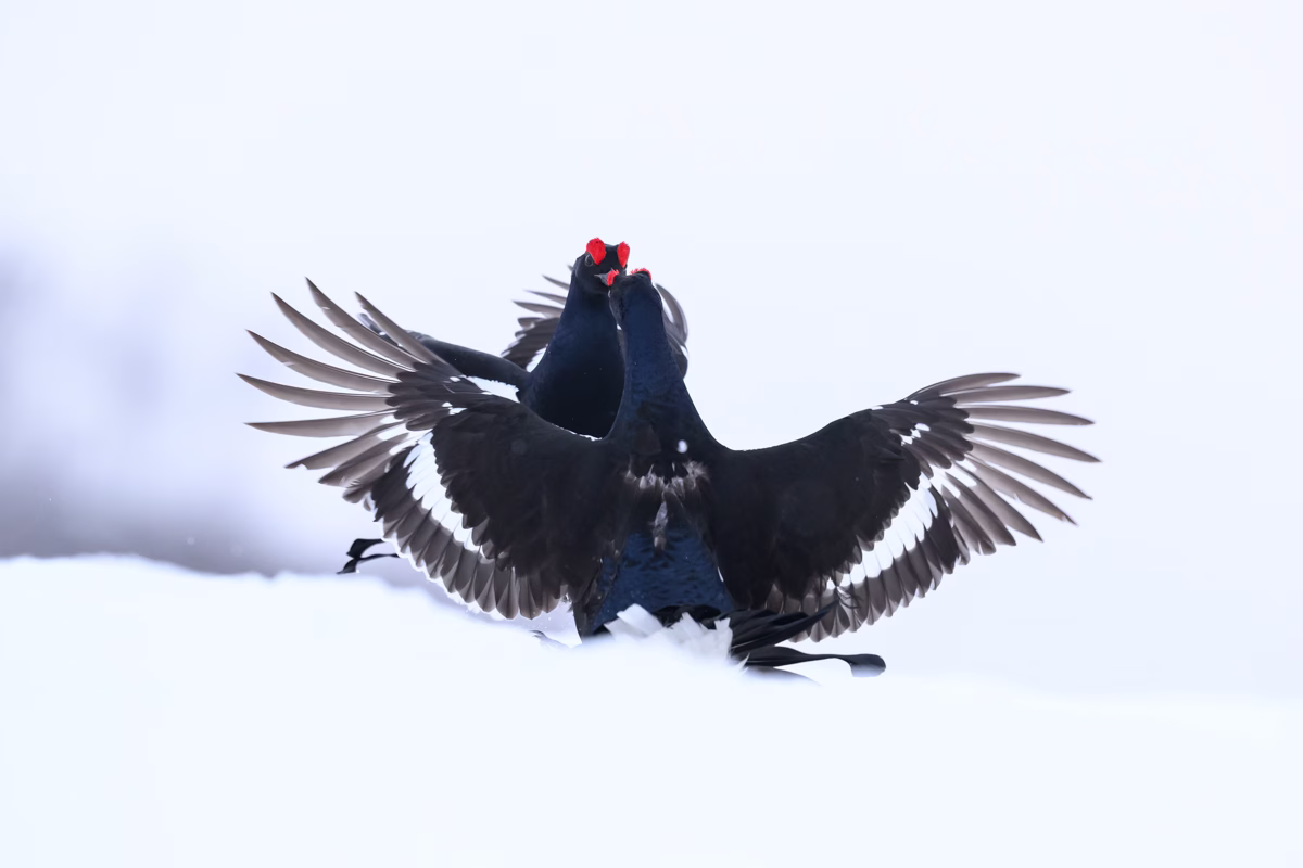 Black grouse going at it in the snowy mountain