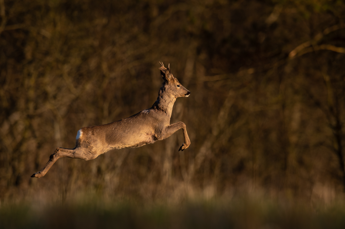 Jumping roe deer buck