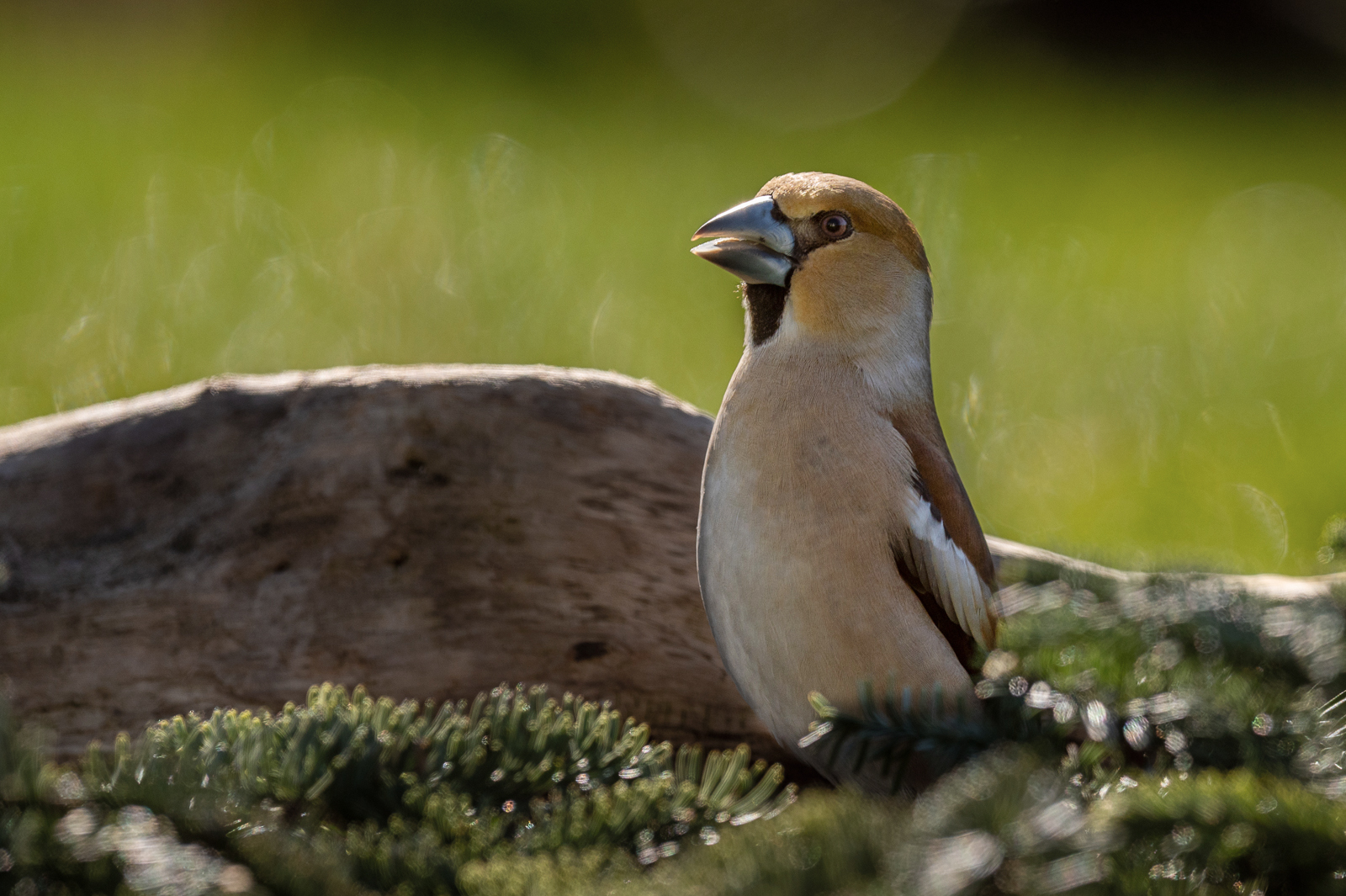Hawfinch on a visit