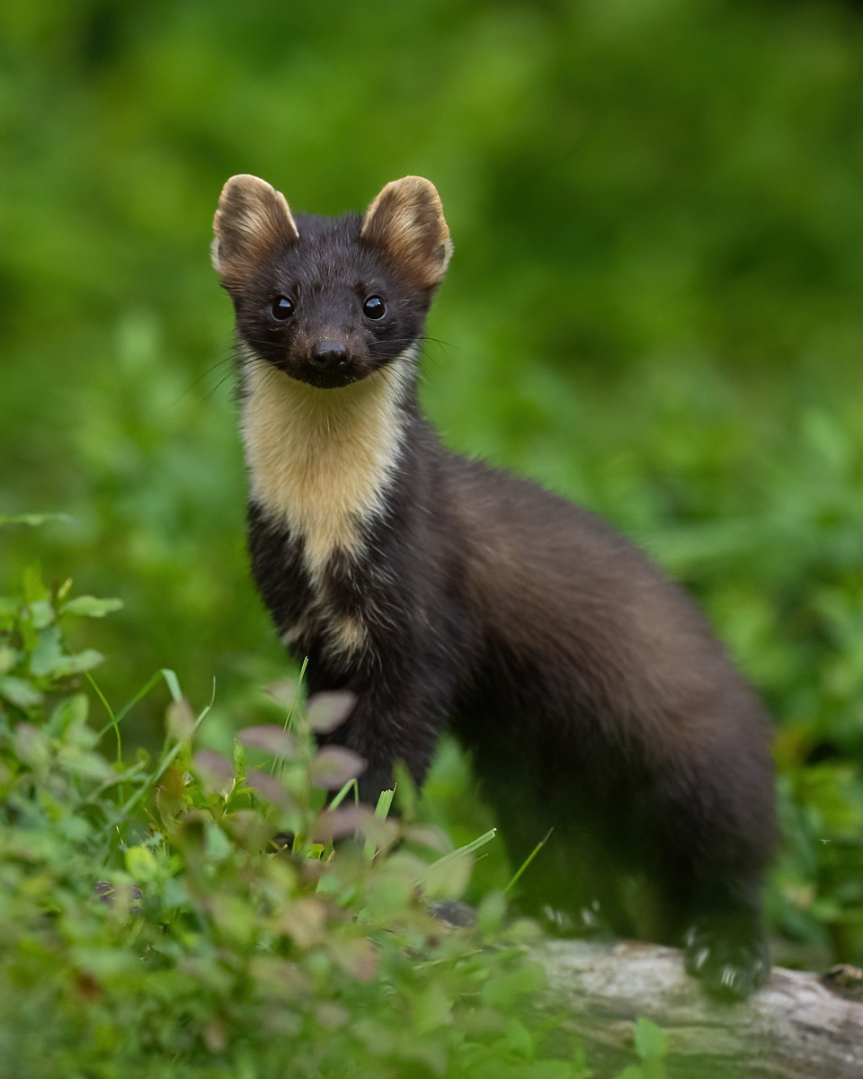 Pine marten in the summer forest