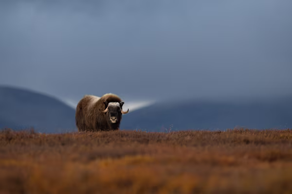 Muskox on top of the hill