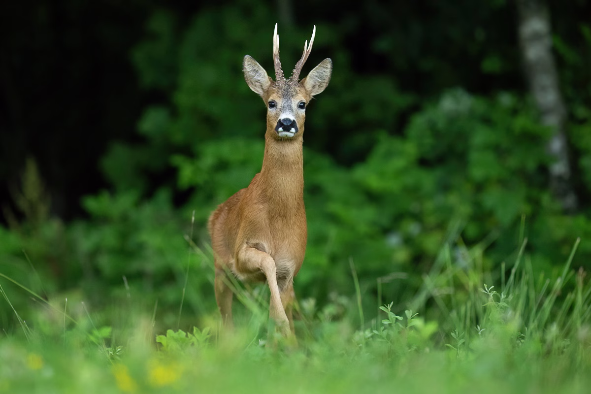 Roe deer buck walking in the grass