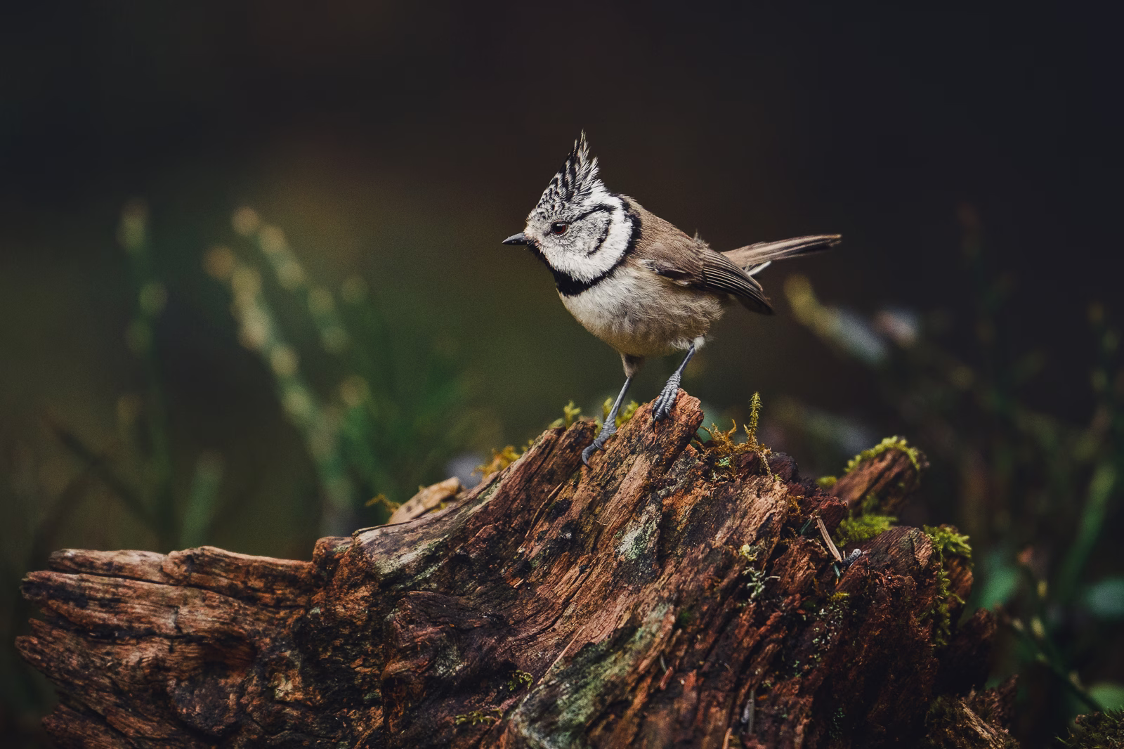 The crested tit in a moody forest