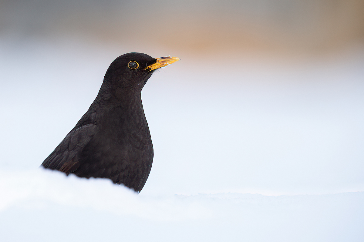 Blackbird in the snow