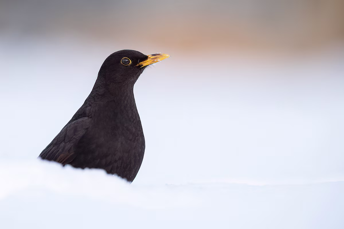 Blackbird in the snow