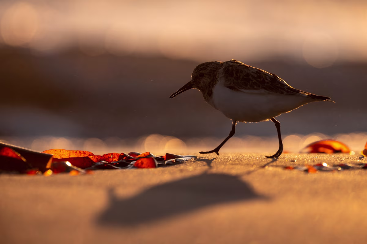 Sanderling at sunset
