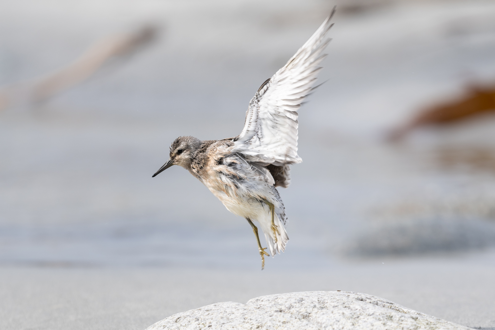 Red knot landing on stone