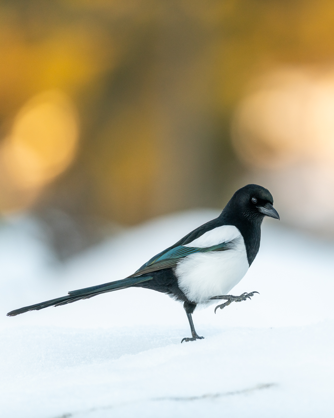 Magpie walking in the snow