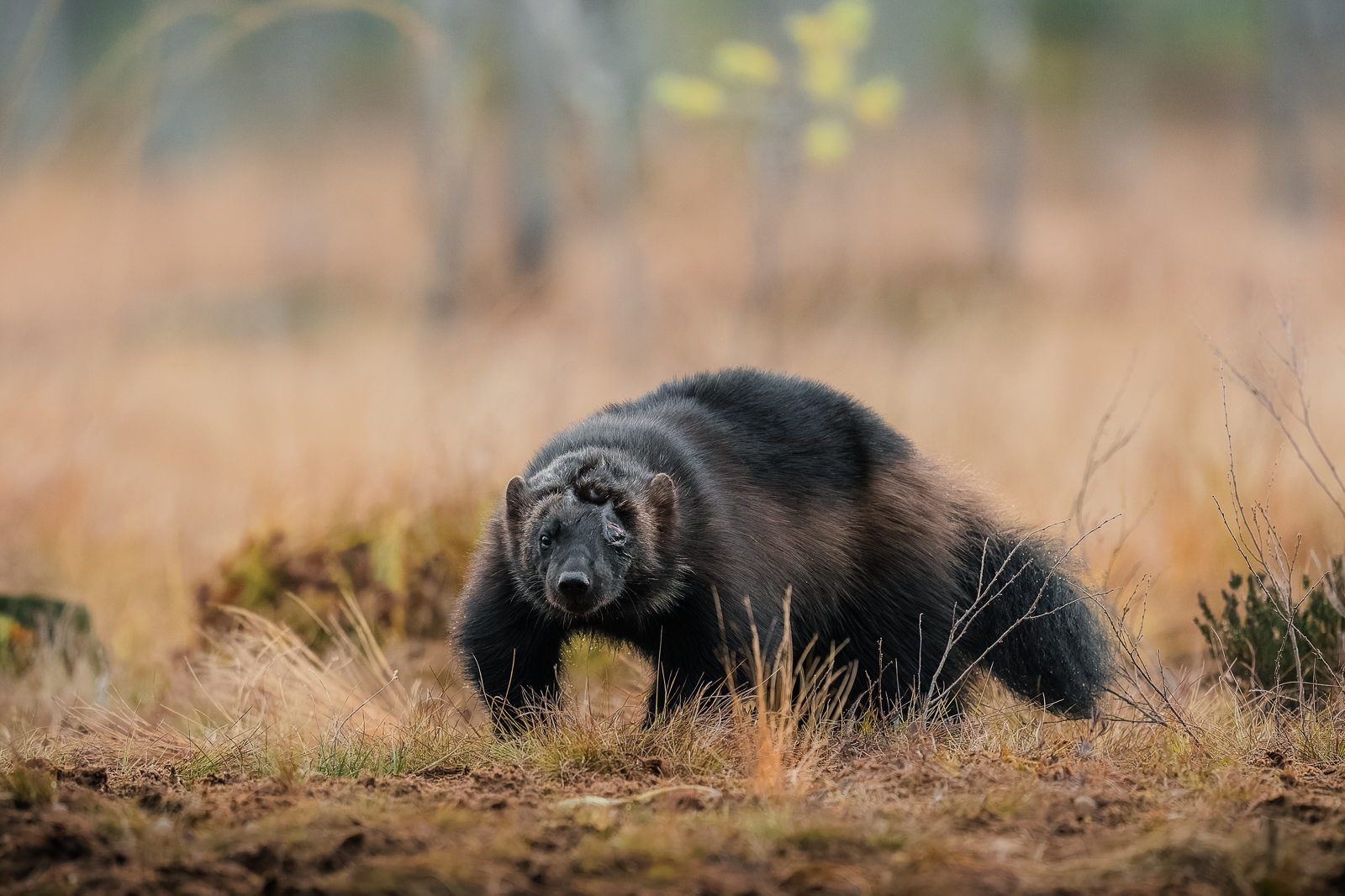 The wolverine, sadly scared from a trap