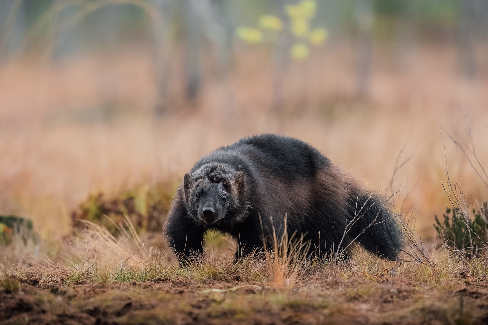 The wolverine, sadly scared from a trap