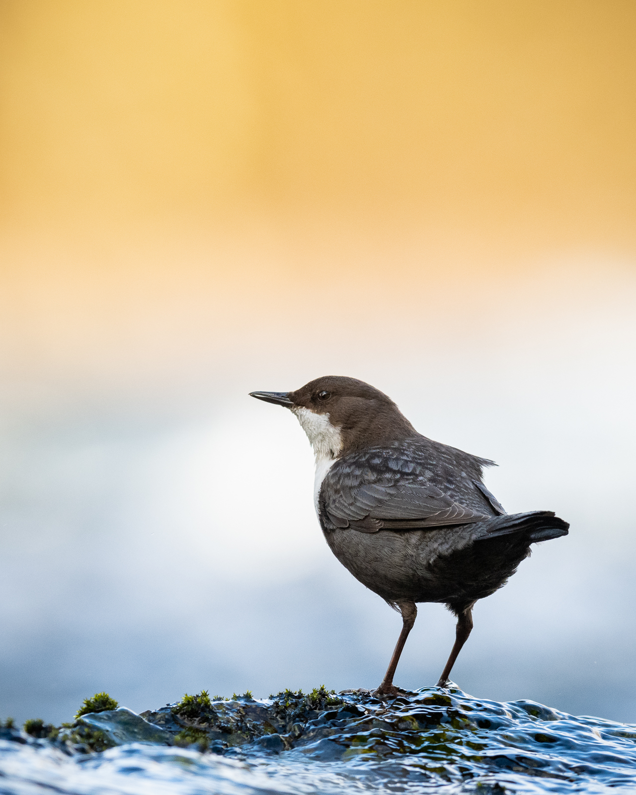 Dipper with golden backdrop