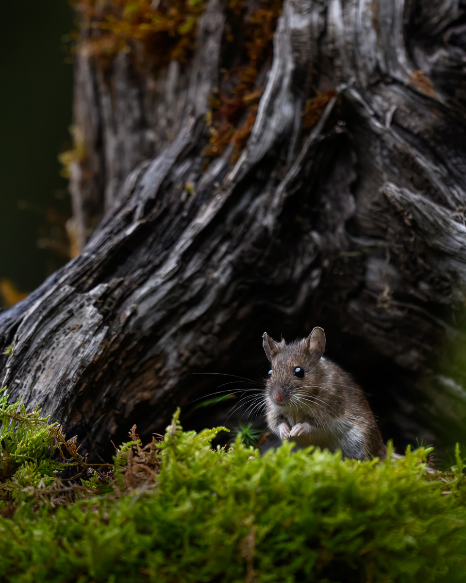 Wood mouse in front of an old log