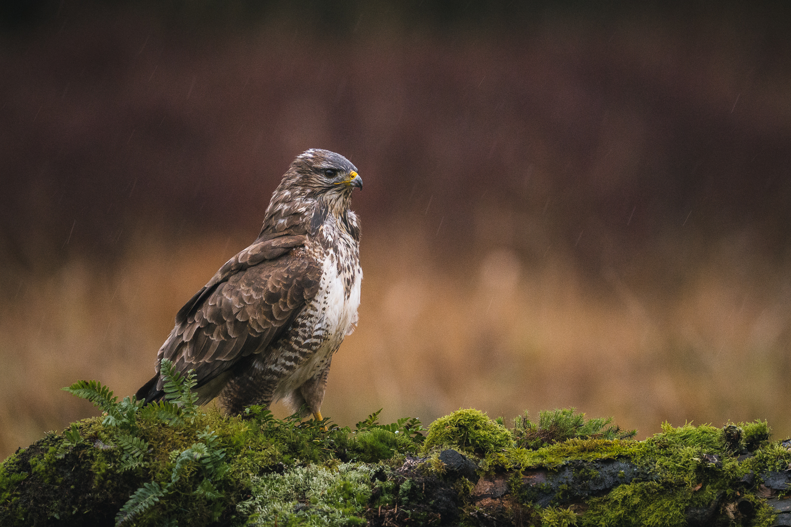 Common buzzard a rainy morning