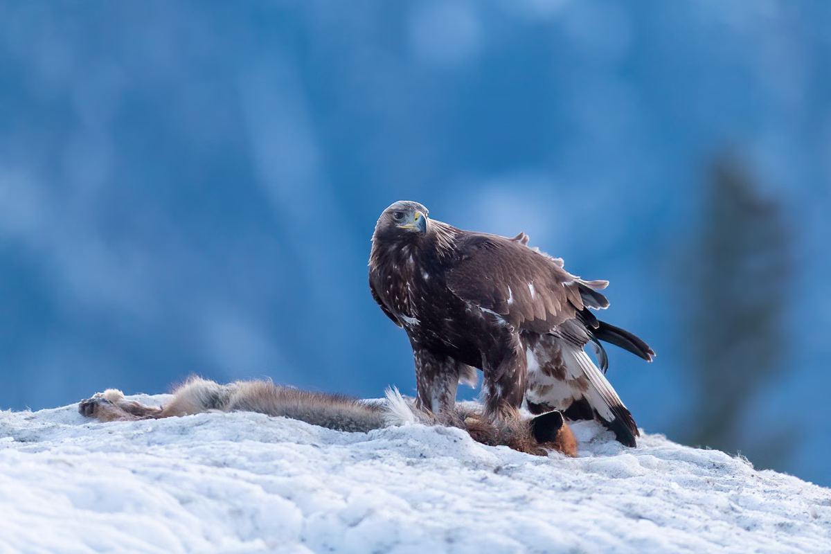 Young golden eagle in the snowy mountains