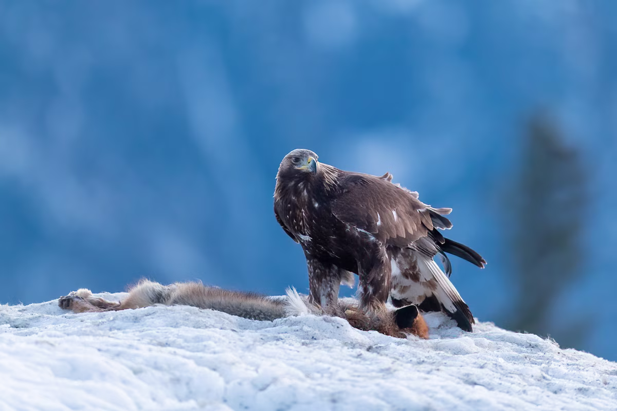 Young golden eagle in the snowy mountains
