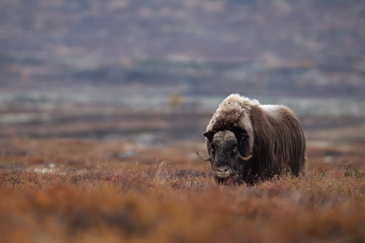 Muskox on Dovrefjell