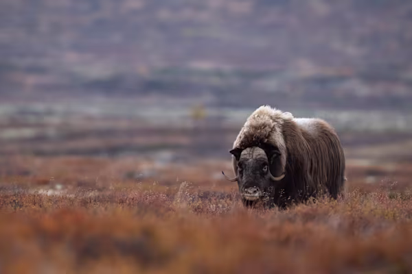 Muskox on Dovrefjell
