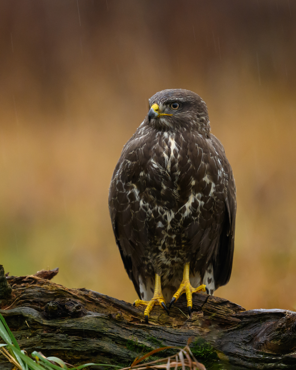 Common buzzard enduring the rainy weather