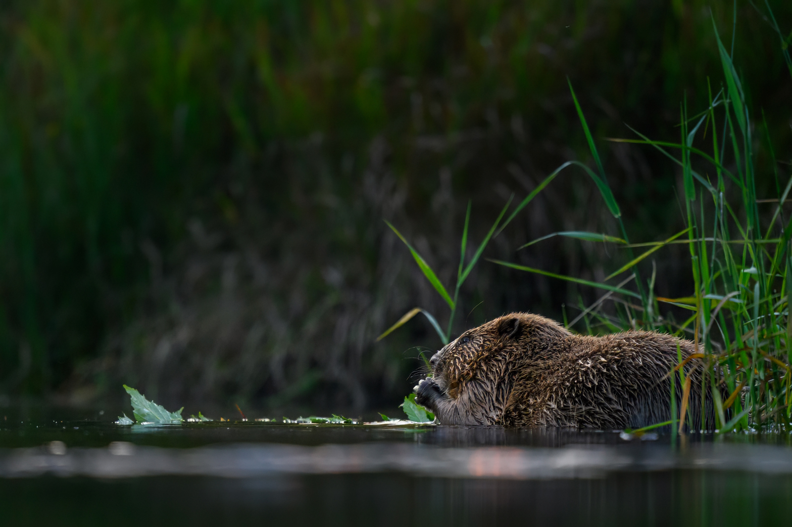 Beaver on the riverside bank