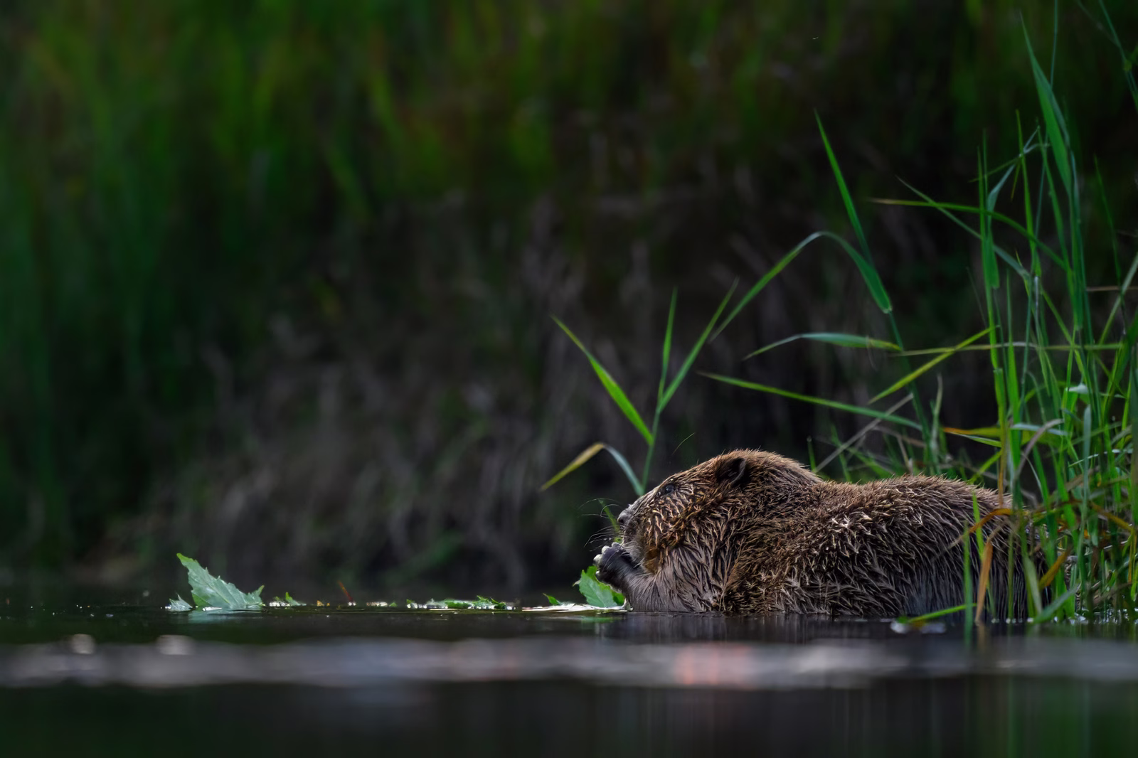 Beaver on the riverside bank