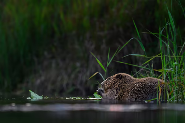 Beaver on the riverside bank