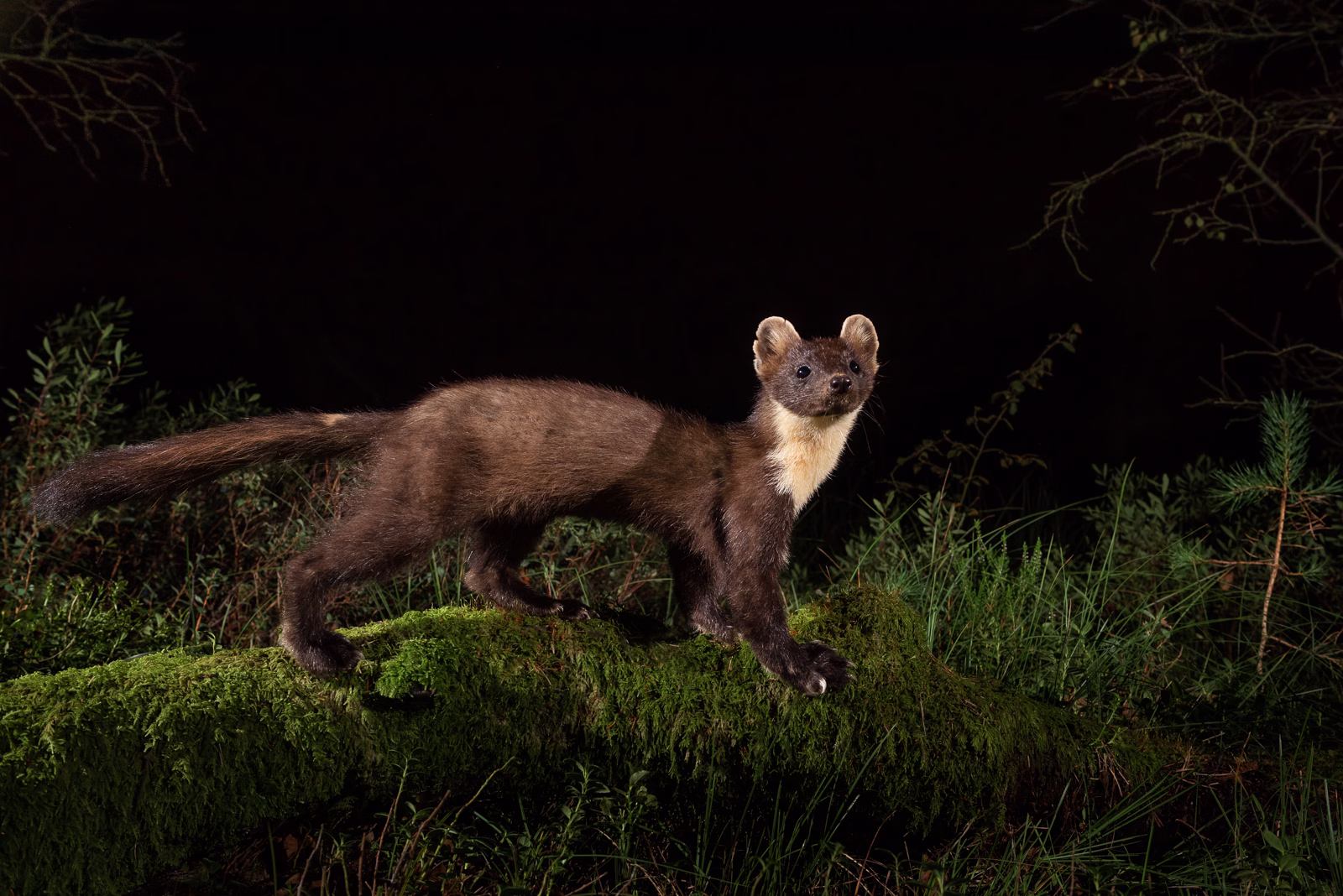 Pine marten on mossy log