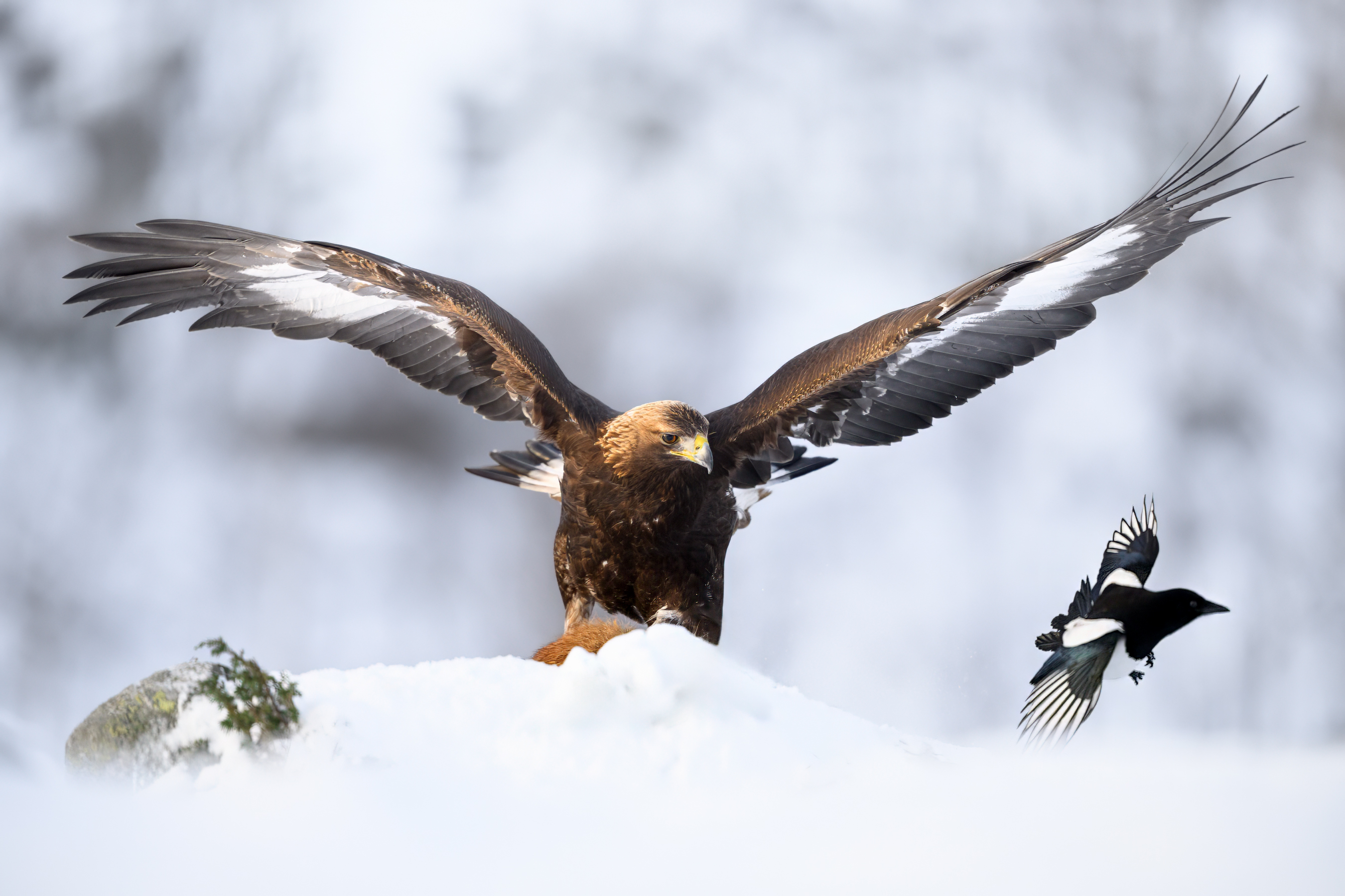 Golden eagle chasing a magpie away