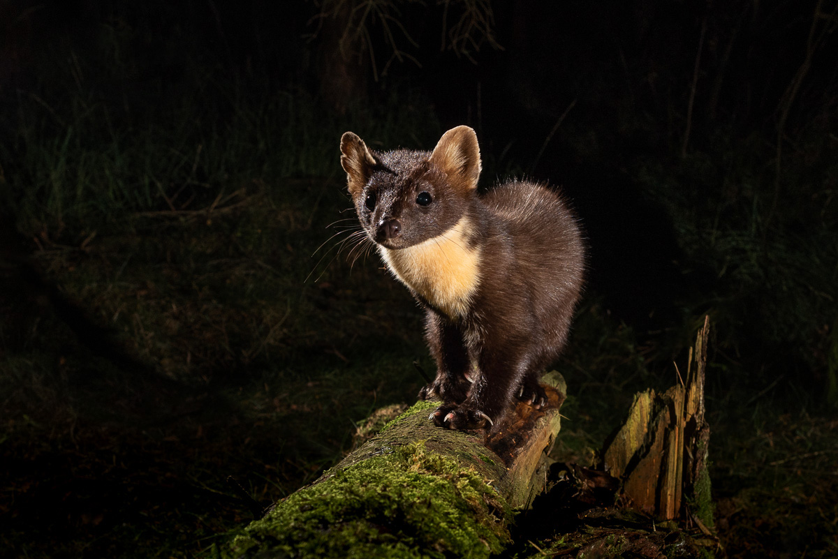 Pine marten on a fallen tree