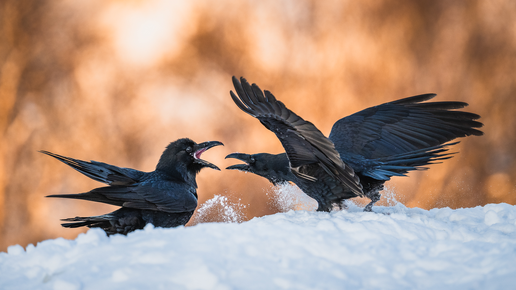 Ravens arguing in the snowy mountains