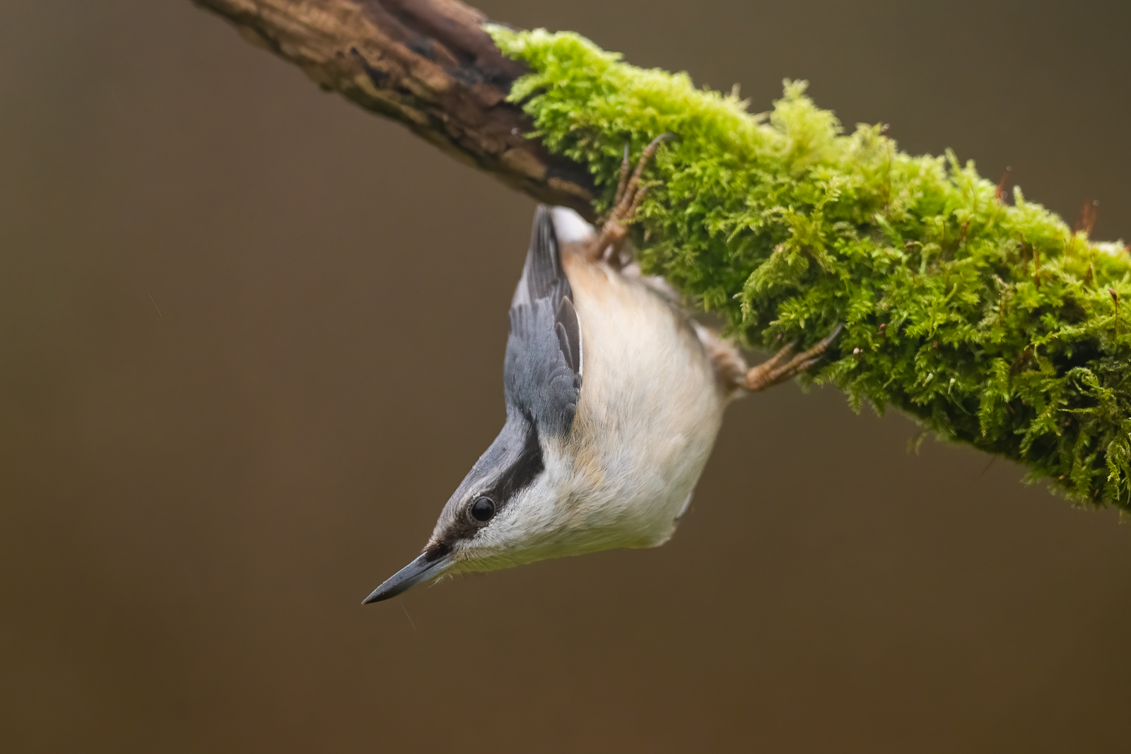 Nuthatch upside down